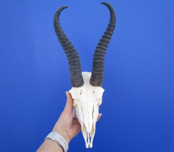 Male Springbok Skull with 10 inches Horns <font color=red> Good Quality</font> for $79.99