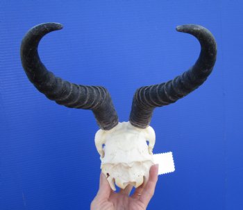 Male Springbok Skull with 10 inches Horns <font color=red> Good Quality</font> for $79.99