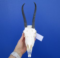 African Female Springbok Skull with 6-1/2 and 7-1/4 inches Mismatched Horns, Missing Couple Teeth for $59.99