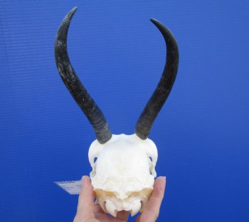 African Female Springbok Skull with 6-1/2 and 7-1/4 inches Mismatched Horns, Missing Couple Teeth for $59.99
