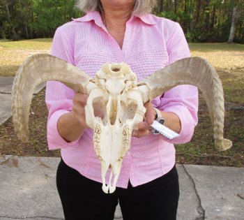 African Merino Sheep Skull with 19-1/2 and 19-1/4 inches Horns for $159.99
