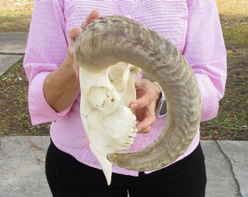 African Merino Sheep Skull with 19-1/2 and 19-1/4 inches Horns for $159.99