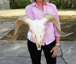 African Merino Sheep Skull with 19-1/2 and 19-3/4 inches Horns for $159.99