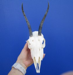 African Female Springbok Skull with 6 and 6-1/2 inches Horns <font color=red> Good Quality</font> for $69.99