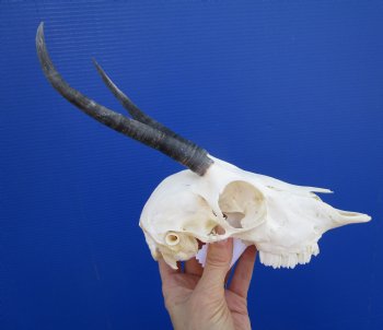 African Female Springbok Skull with 6 and 6-1/2 inches Horns <font color=red> Good Quality</font> for $59.99