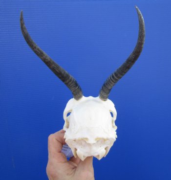 African Female Springbok Skull with 6 and 6-1/2 inches Horns <font color=red> Good Quality</font> for $69.99