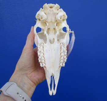 African Female Springbok Skull with 6 and 6-1/2 inches Horns <font color=red> Good Quality</font> for $59.99