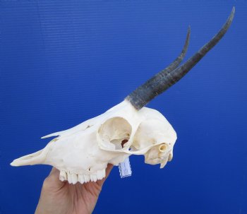 African Female Springbok Skull with 6 and 6-1/2 inches Horns <font color=red> Good Quality</font> for $59.99