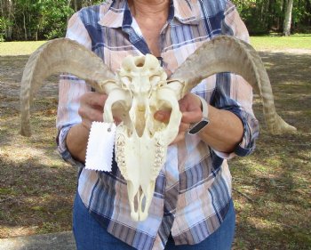 African Merino Sheep Skull with 16-3/4 inches Horns for $159.99