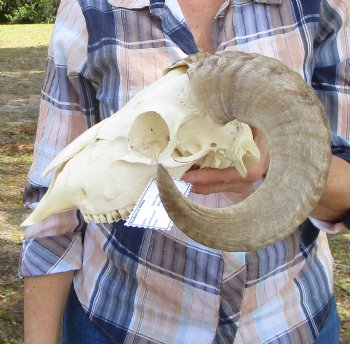 African Merino Sheep Skull with 16-3/4 inches Horns for $159.99