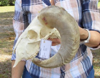 African Merino Sheep Skull with 19 and 19-1/2 inches Horns for $159.99