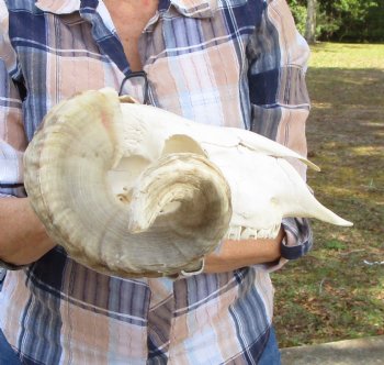 African Merino Sheep Skull with 19-3/4 and 20 inches Horns for $159.99