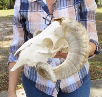 African Merino Sheep Skull with 19-3/4 and 20 inches Horns for $159.99