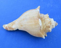 Large Hemifusus Pugilina Vole Seashells (4"-5") - 10 @ $.96 each; 20 @ .86 each