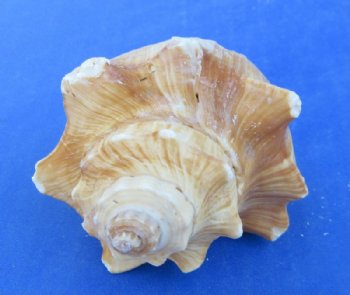 Large Hemifusus Pugilina Vole Seashells (4"-5") - 10 @ $.96 each; 20 @ .86 each