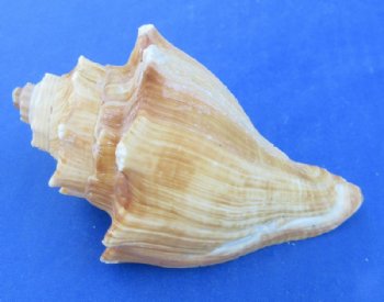 Large Hemifusus Pugilina Vole Seashells (4"-5") - 10 @ $.96 each; 20 @ .86 each