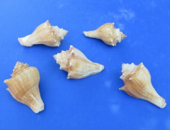 Large Hemifusus Pugilina Vole Seashells (4"-5") - 10 @ $.96 each; 20 @ .86 each
