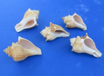 Large Hemifusus Pugilina Vole Seashells (4"-5") - 10 @ $.96 each; 20 @ .86 each