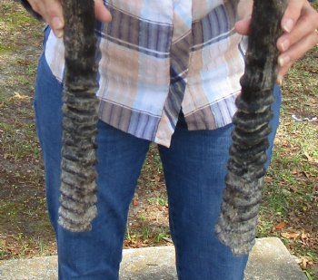 Matching Pair of African Gemsbok Horns, Oryx Horns for Sale 29 and 29-3/4 inches long for $53.99