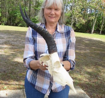 African Blesbok Skull with 14 Inches Horns <font color=red> Discount Grade B</font> (Back of Skull Missing) for $69.99