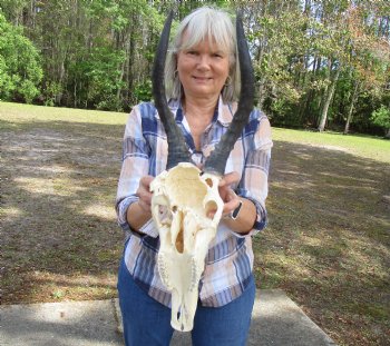 African Blesbok Skull with 14 Inches Horns <font color=red> Discount Grade B</font> (Back of Skull Missing) for $69.99