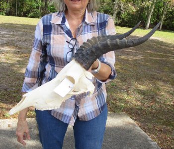 African Blesbok Skull with 14 Inches Horns <font color=red> Discount Grade B</font> (Back of Skull Missing) for $69.99