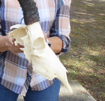 African Blesbok Skull with 14 Inches Horns <font color=red> Discount Grade B</font> (Back of Skull Missing) for $69.99