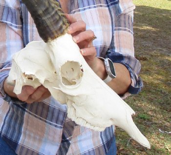 Large African Blesbok Skull with 15-1/2 and 15-3/4 Inches Horns <font color=red>Piece of Bone Missing at Rear - Grade B</font> for $69.99