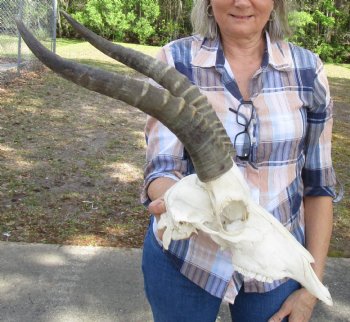 Large African Blesbok Skull with 15-1/2 inches Horns for $79.99