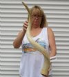 37 inch African Kudu Horn Inner Bone Core (not polished). You are buying this horn core shown in the photos for $34.99 <font color=red>(SALE $29.99)</font>