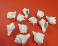 3 to 4 inches White Vole Conch Hemiifusus Pugilina Shells <font color=red> Wholesale</font>  - 12 kilos @ $7.65 a kilo