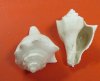 White Hemifusus Pugilina Seashells, White Vole Conch Shells, 3 to 4 inches - Packed 1 kilo (2.2 pounds) @ $15.30 a kilo; Pack of 3 kilos (6.6 lbs) @ $12.25 a kilo