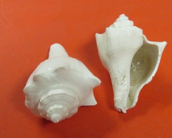 3 to 4 inches White Vole Conch Hemiifusus Pugilina Shells <font color=red> Wholesale</font>  - 12 kilos @ $7.65 a kilo