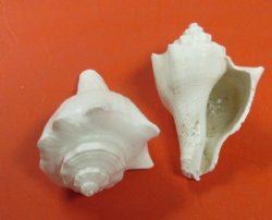 3 to 4 inches White Vole Conch Hemiifusus Pugilina Shells <font color=red> Wholesale</font>  - 12 kilos @ $7.65 a kilo