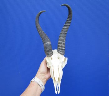 Nice African Male Springbok Skull with 11 and 10-1/2 inches Mismatched Horns for $69.99