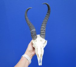 Nice African Male Springbok Skull with 11 and 10-1/2 inches Mismatched Horns for $69.99