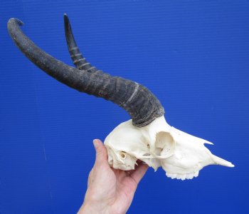 Nice African Male Springbok Skull with 11 and 10-1/2 inches Mismatched Horns for $69.99