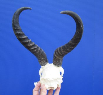 Nice African Male Springbok Skull with 11 and 10-1/2 inches Mismatched Horns for $69.99