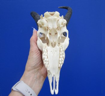 Nice African Male Springbok Skull with 11 and 10-1/2 inches Mismatched Horns for $69.99