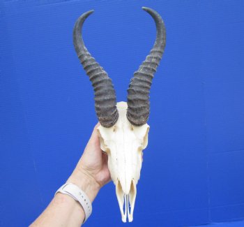 Male African Springbok Skull with 9 inches Horns (loose horns; piece of bone missing) for $69.99