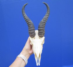 Male African Springbok Skull with 9 inches Horns (loose horns; piece of bone missing) for $69.99