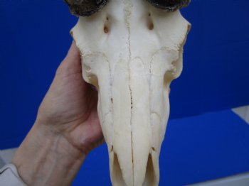 Male African Springbok Skull with 9 inches Horns (loose horns; piece of bone missing) for $69.99