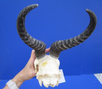 Male African Springbok Skull with 9 inches Horns (loose horns; piece of bone missing) for $69.99