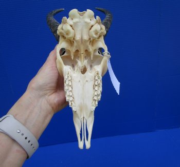 Male African Springbok Skull with 9 inches Horns (loose horns; piece of bone missing) for $69.99