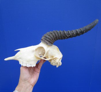 Male African Springbok Skull with 9 inches Horns (loose horns; piece of bone missing) for $69.99