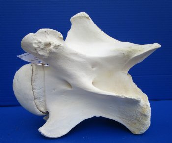 9 inches Giraffe Neck Vertebrae Bone for $64.99 (CITES301466)