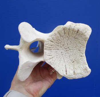9 inches Giraffe Neck Vertebrae Bone for $64.99 (CITES301466)