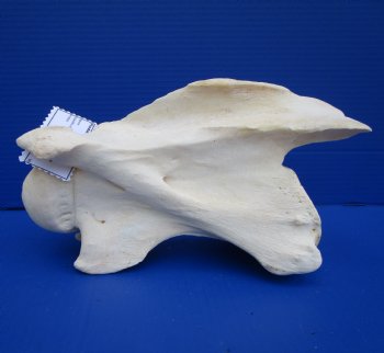 11-1/2 inches Giraffe Neck Vertebrae Bone for $64.99 (CITES301466)