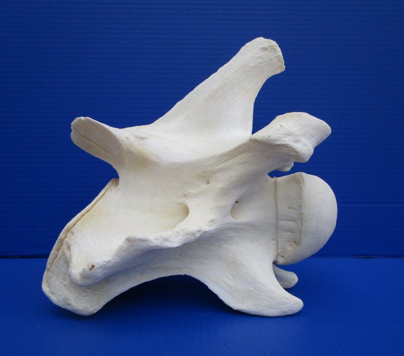10 inches Real African Giraffe Neck Vertebrae Bone Good Quality for $69