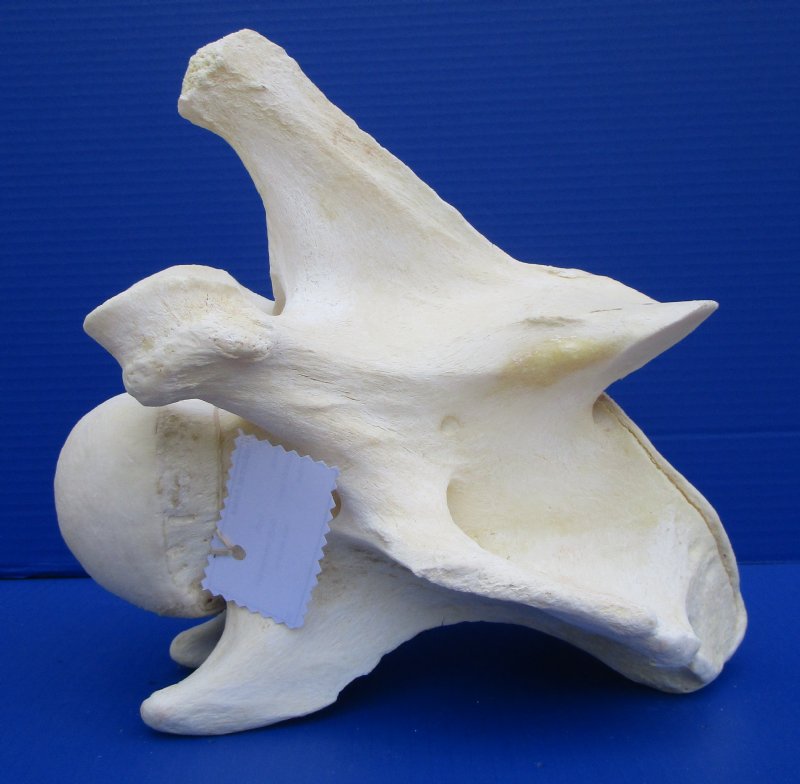10 inches Real African Giraffe Neck Vertebrae Bone Good Quality for $69
